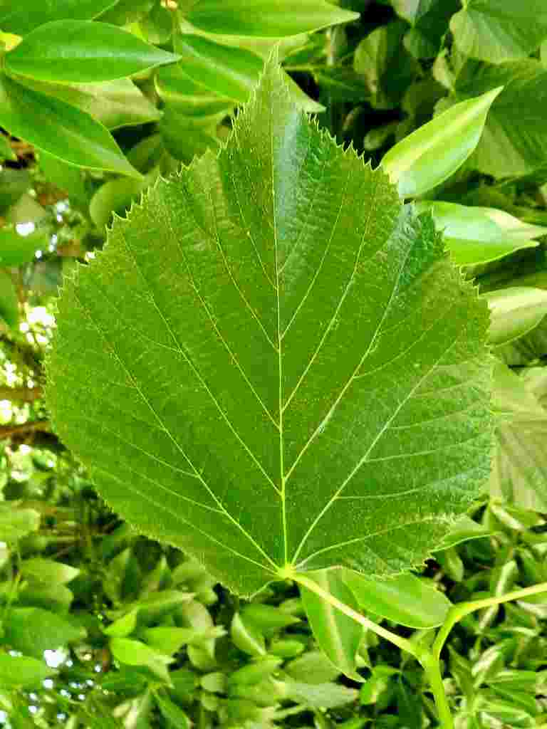 Tilia sp.